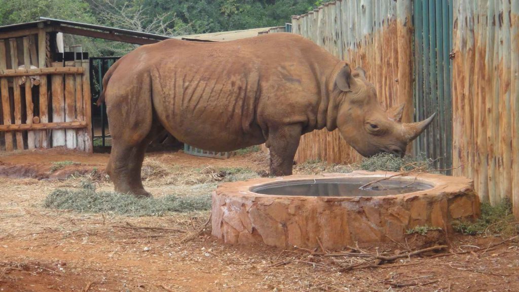 奈洛比 : 大象孤兒院 David Sheldrick 瞎眼年輕白犀牛