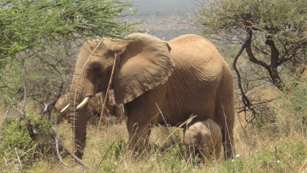 Laikipia 我人生中第一次在黃土大地上,與這些宏偉野生大象如此近距離地相遇