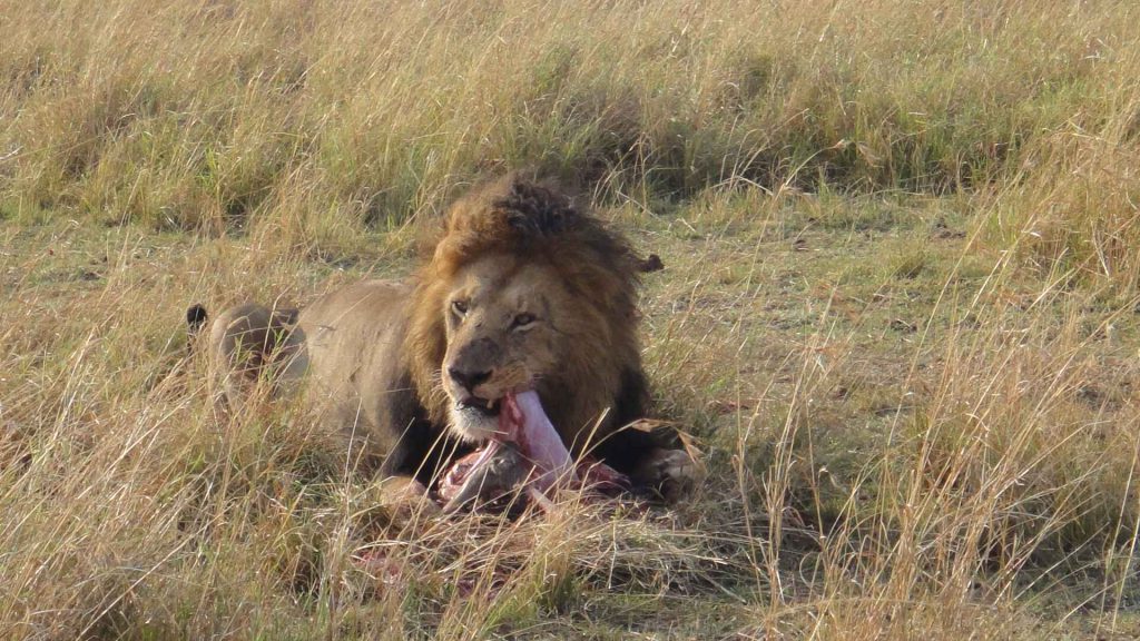 雄偉英俊獅王獵殺野豬
