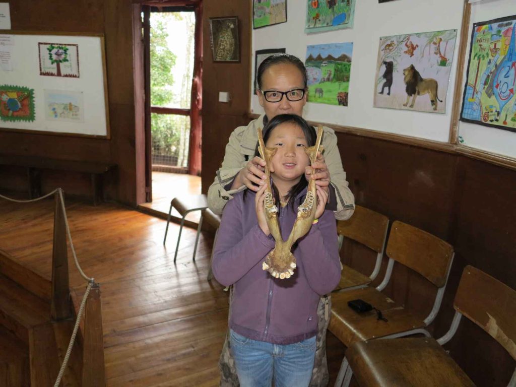 奈洛比 : 長頸鹿博物館 長頸鹿頭骨幾乎是我們頭骨的三倍大