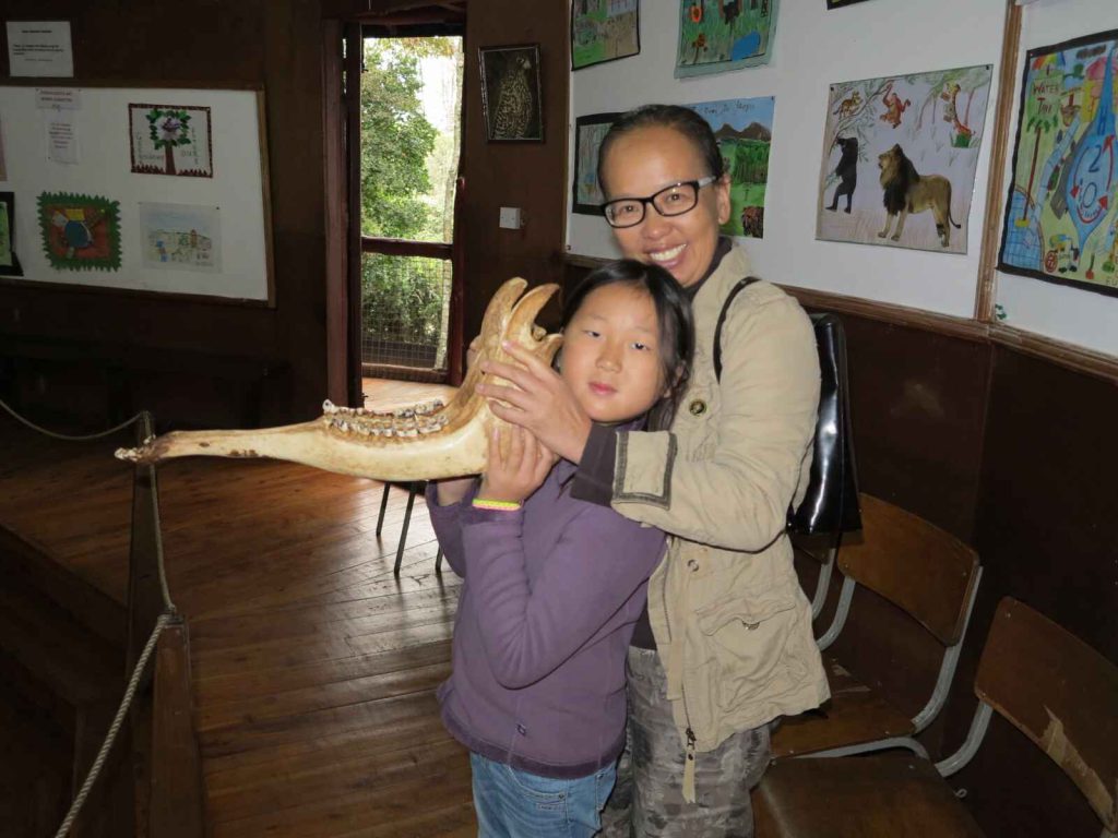 奈洛比 : 長頸鹿博物館 長頸鹿頭骨幾乎是我們頭骨的三倍大