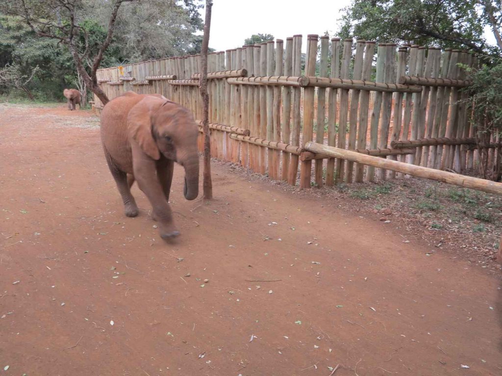 奈洛比 : 大象孤兒院 David Sheldrick