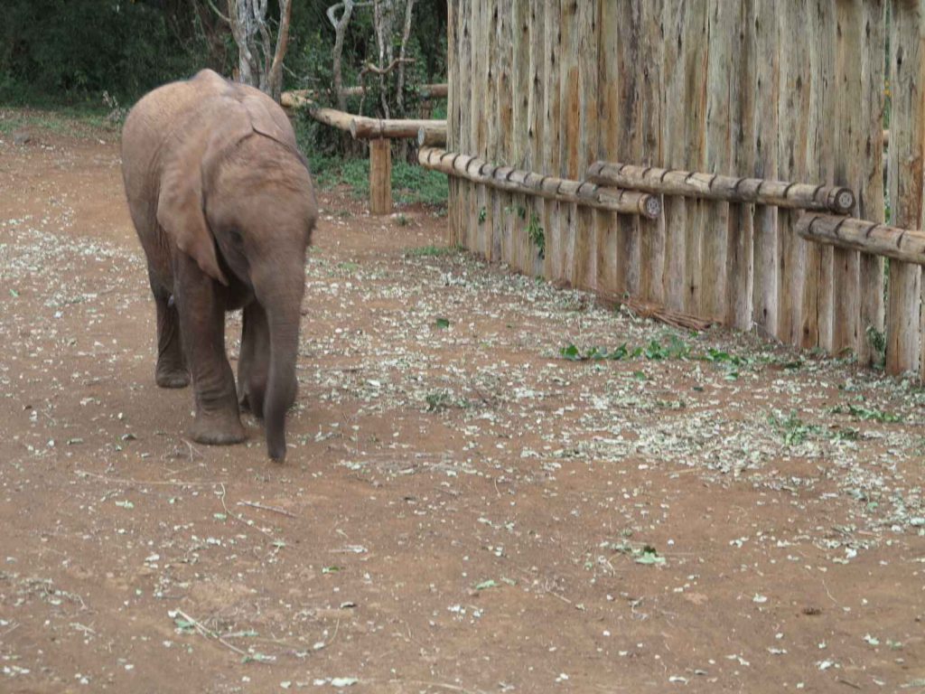 奈洛比 : 大象孤兒院 David Sheldrick