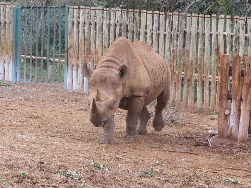 奈洛比 : 大象孤兒院 David Sheldrick 瞎眼年輕白犀牛