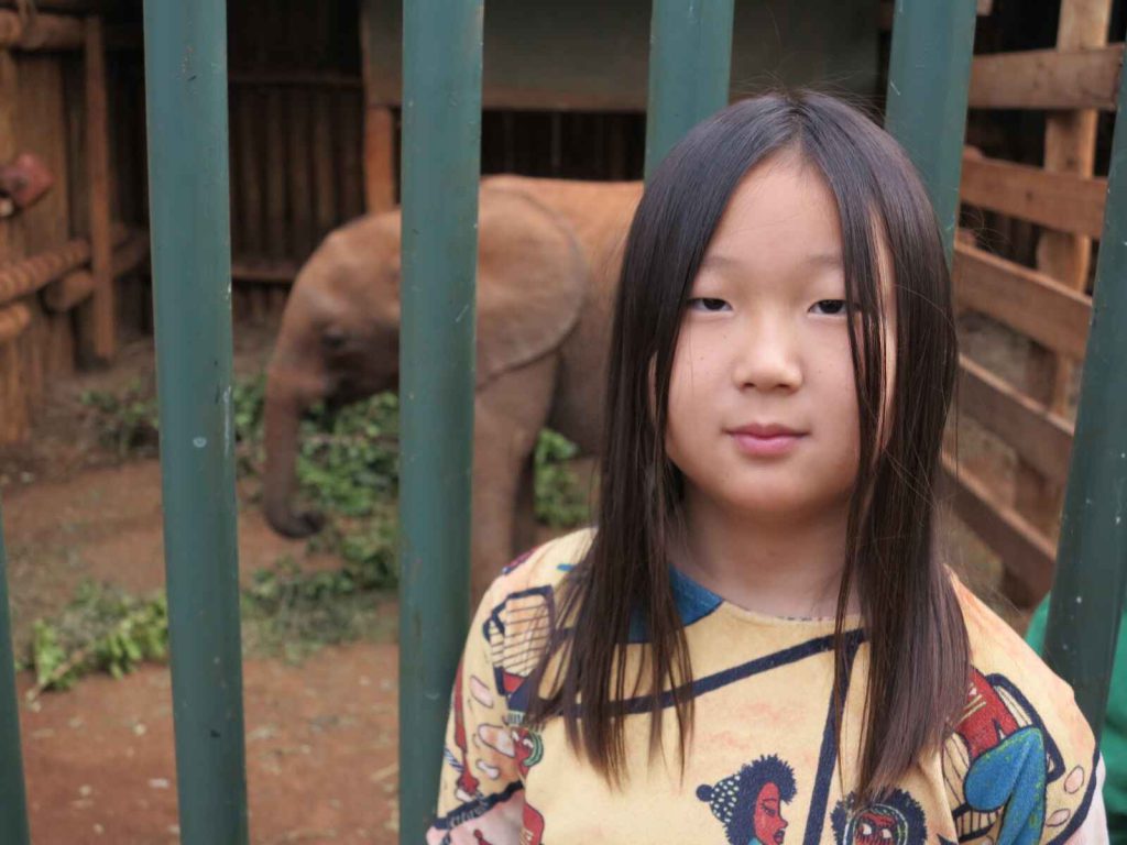 奈洛比 : 大象孤兒院 David Sheldrick