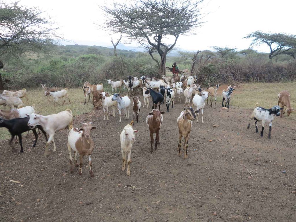 Laikipia 村莊的首富 400 多隻羊、100 多頭牛