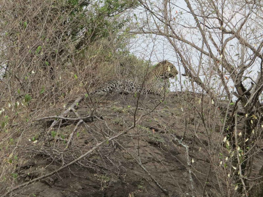 淘氣的年輕公花豹 鑽入小山丘下的樹根叢