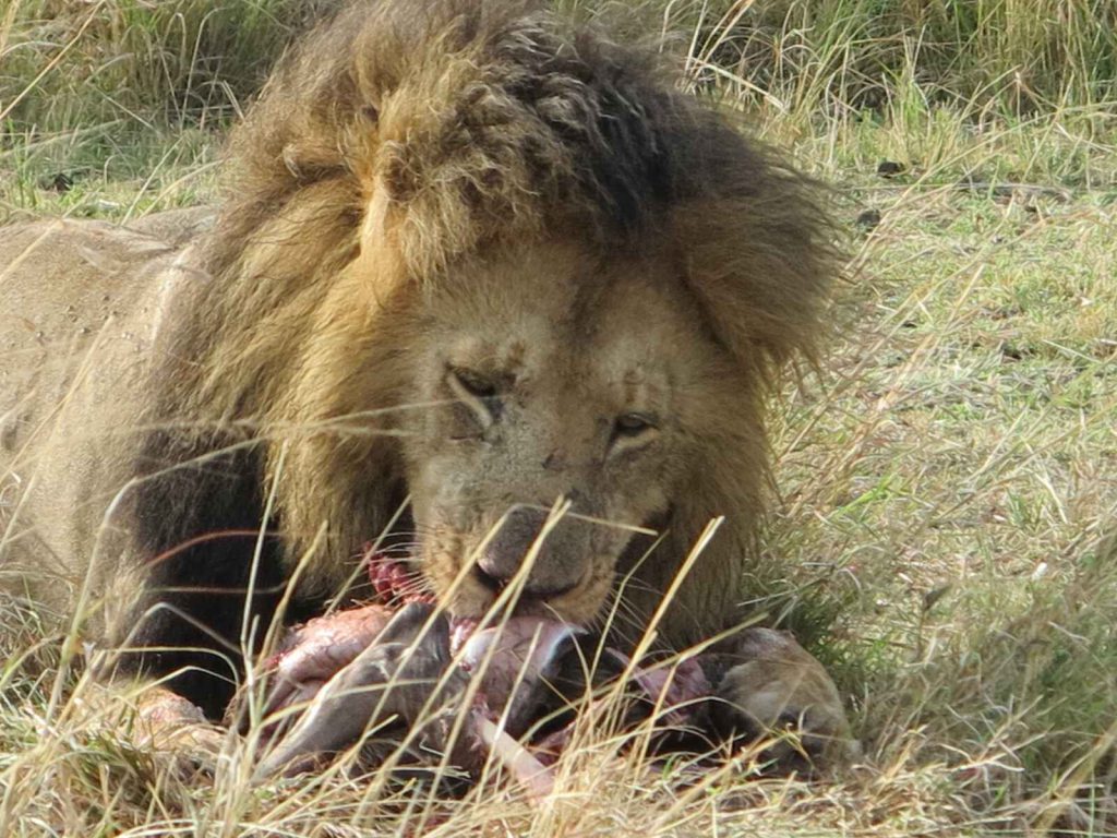 目睹了其中一隻雄偉英俊獅王獵殺野豬