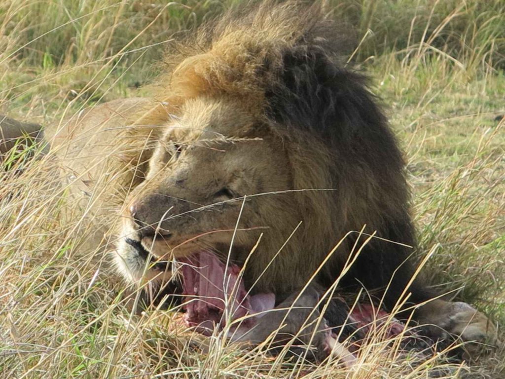 雄偉英俊獅王獵殺野豬