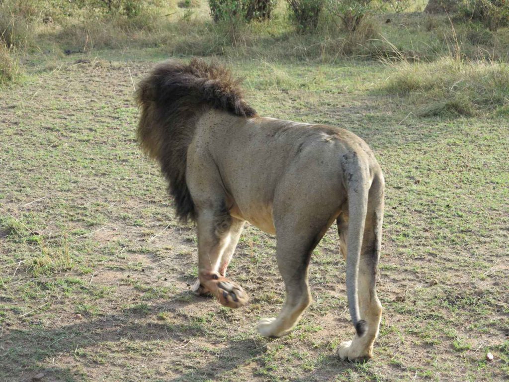 雄偉英俊獅王獵殺野豬
