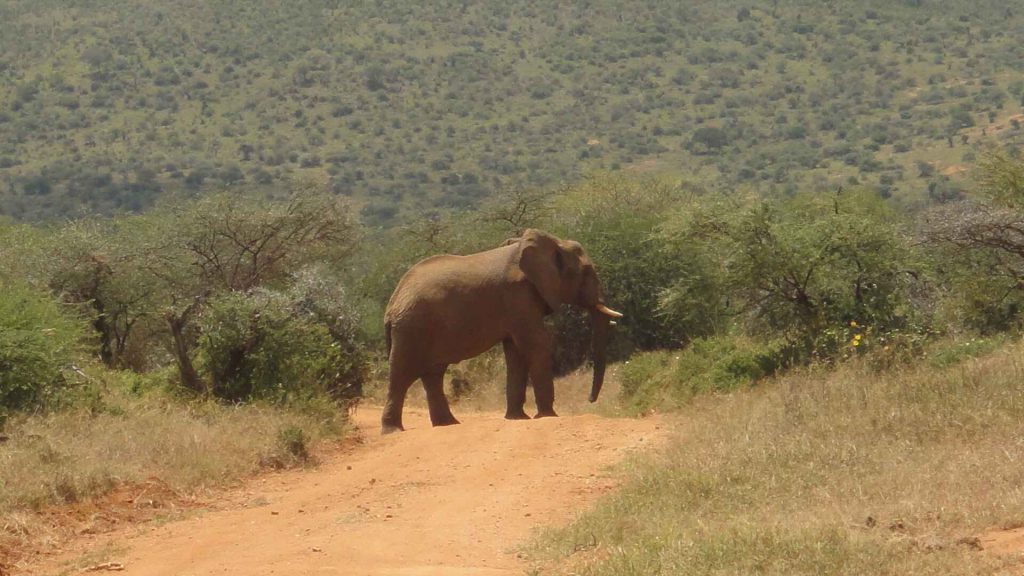 Laikipia 我人生中第一次在黃土大地上,與這些宏偉野生大象如此近距離地相遇