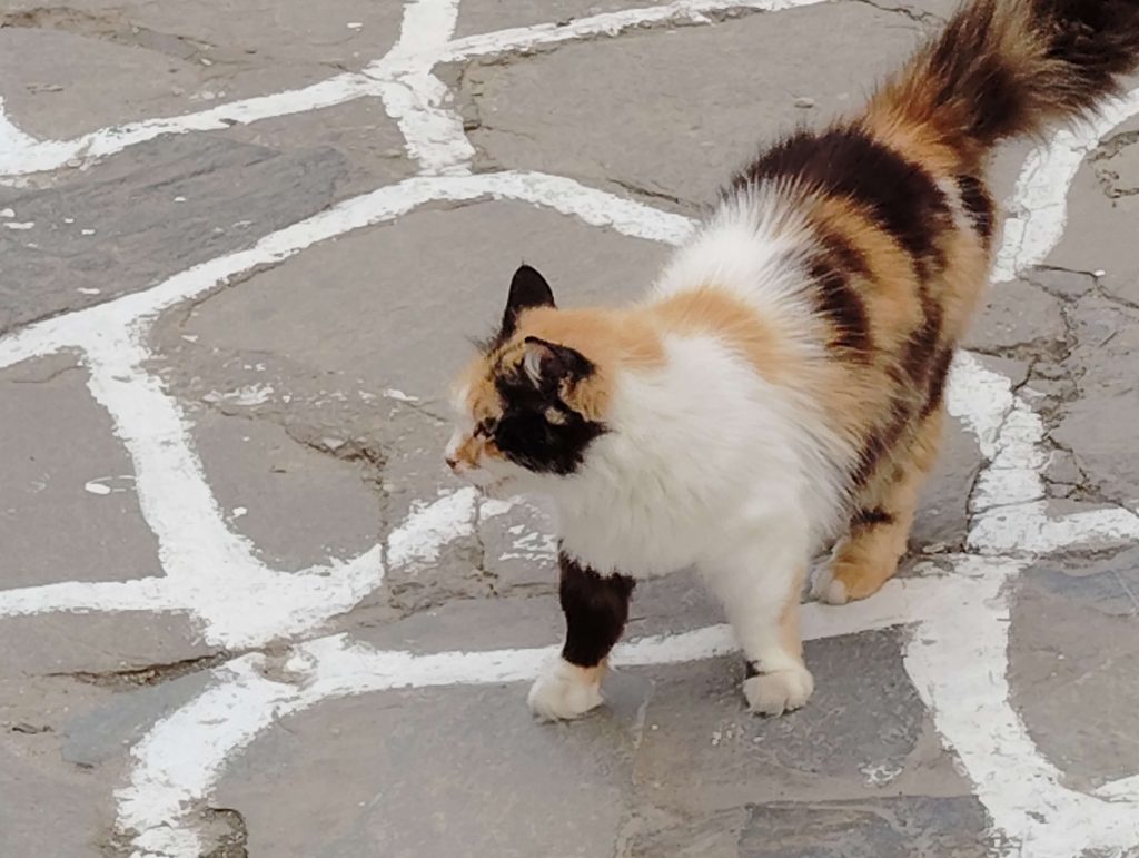 米克諾斯島 Mykonos