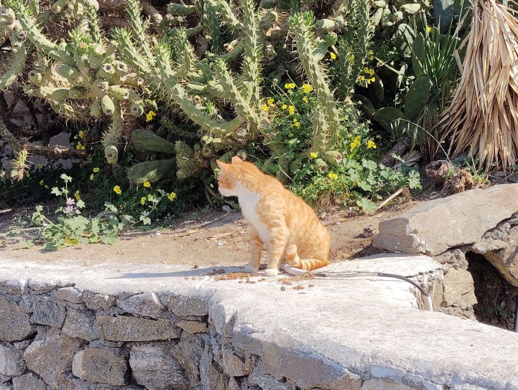 米克諾斯島 Mykonos