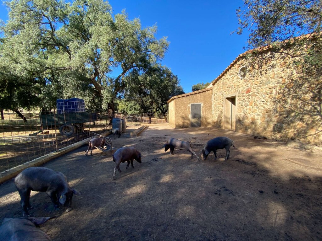Jabugo 廣闊的橡樹林 La Dehesa 幼兒園的豬寶寶們