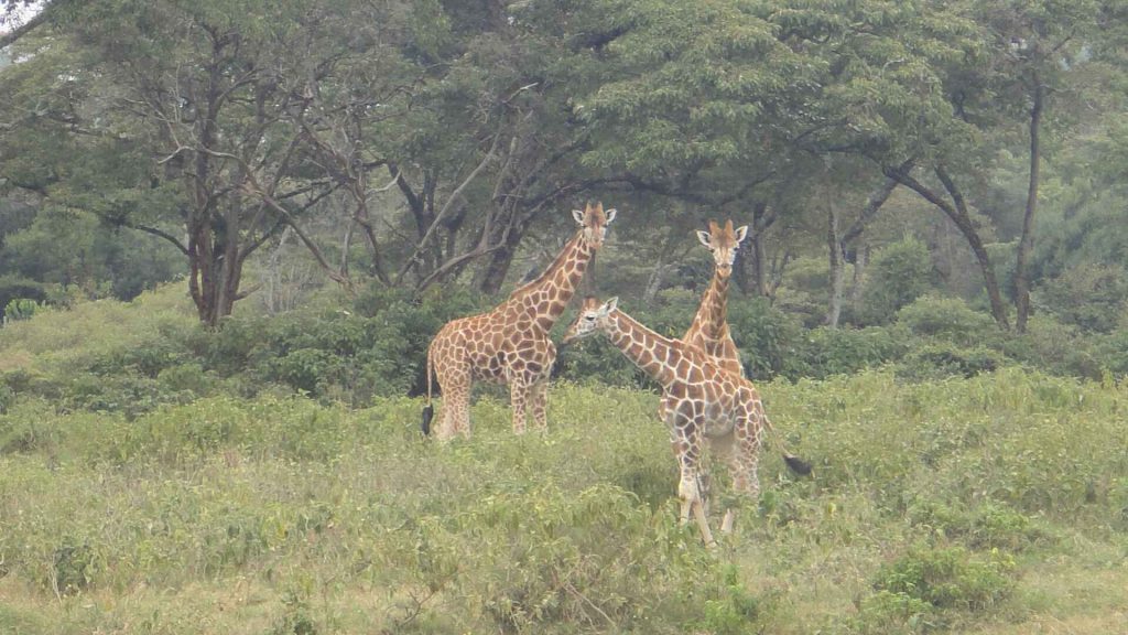奈洛比 : 長頸鹿莊園 Giraffe Manor