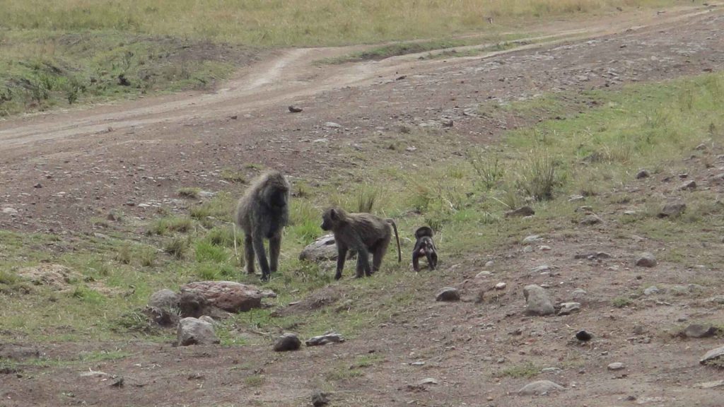 馬賽馬拉 Masai Mara 攜老帶幼的狒狒家族在樹叢中嬉戲