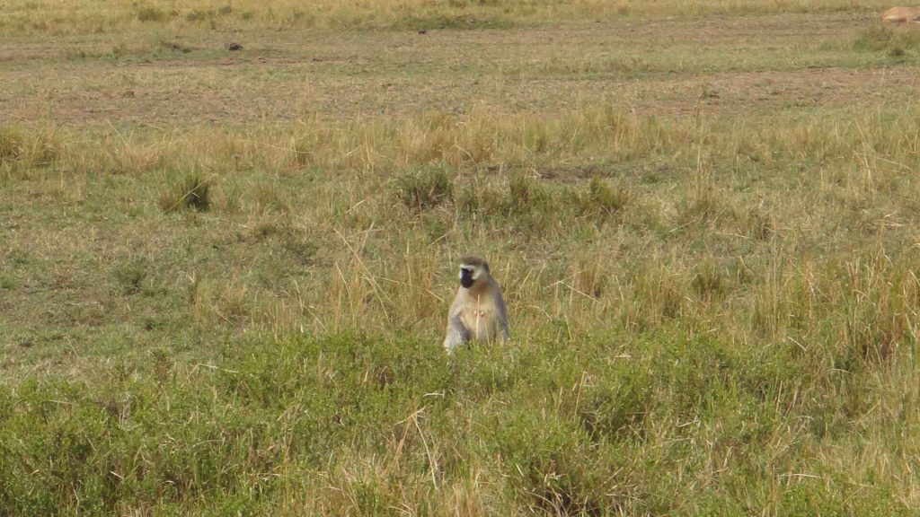 馬賽馬拉 Masai Mara 攜老帶幼的狒狒家族在樹叢中嬉戲