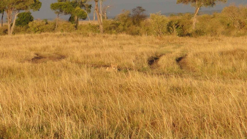 馬賽馬拉 Masai Mara 攜老帶幼的狒狒家族在樹叢中嬉戲