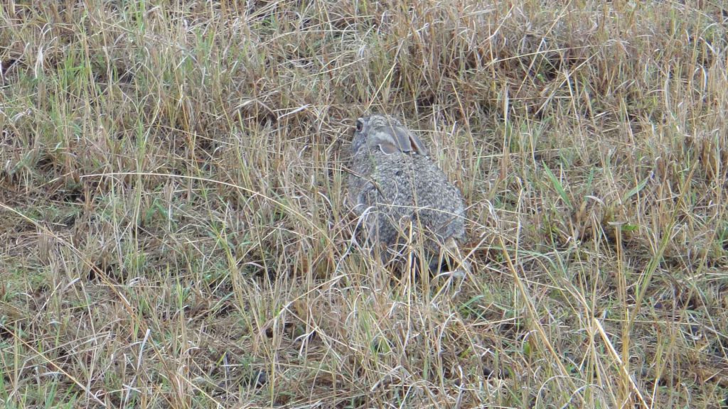 馬賽馬拉 Masai Mara