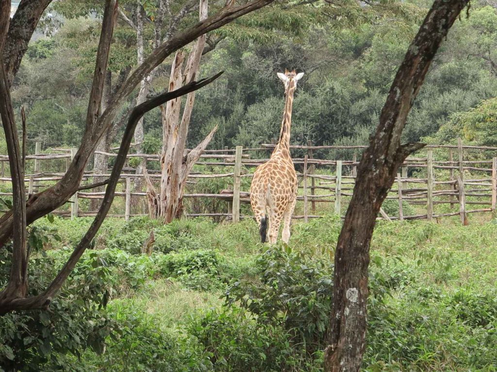 奈洛比 : 長頸鹿莊園 Giraffe Manor