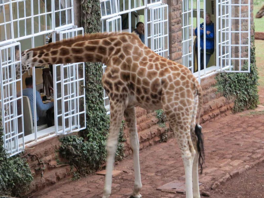 奈洛比 : 長頸鹿莊園 Giraffe Manor 共進早餐