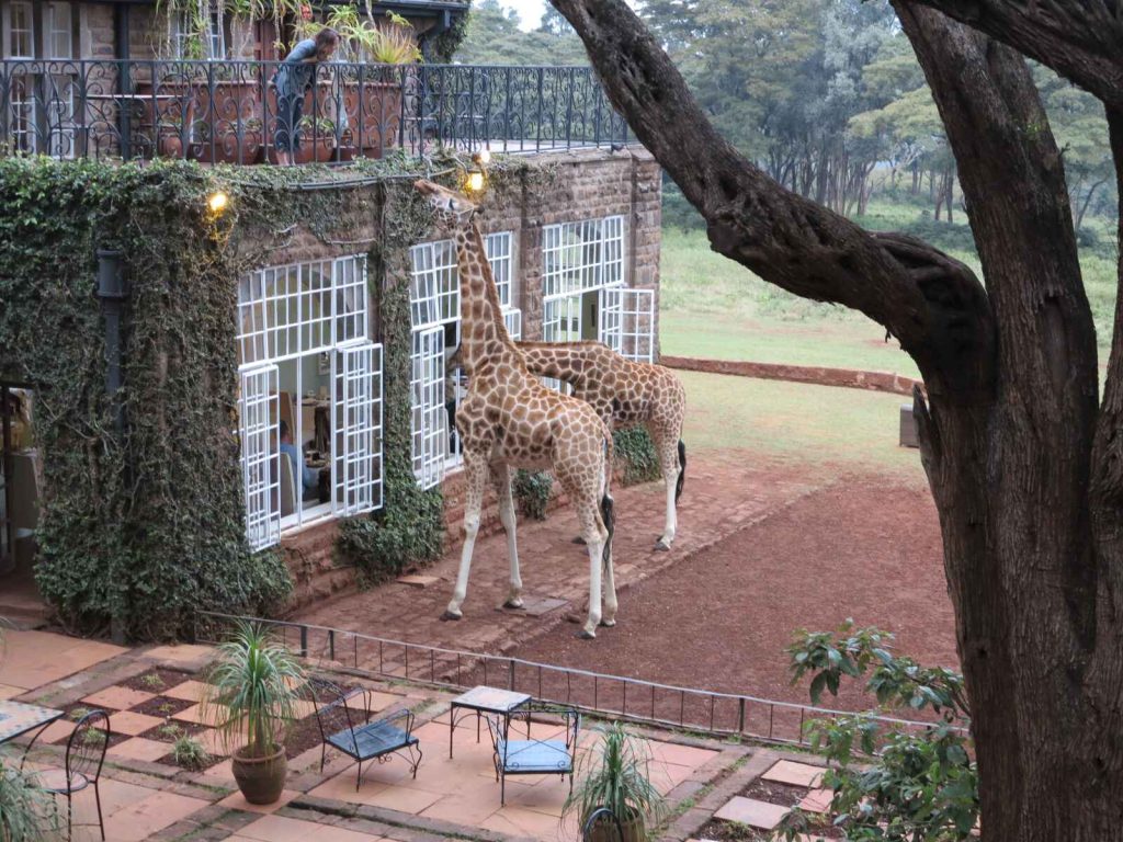 奈洛比 : 長頸鹿莊園 Giraffe Manor 下午茶
