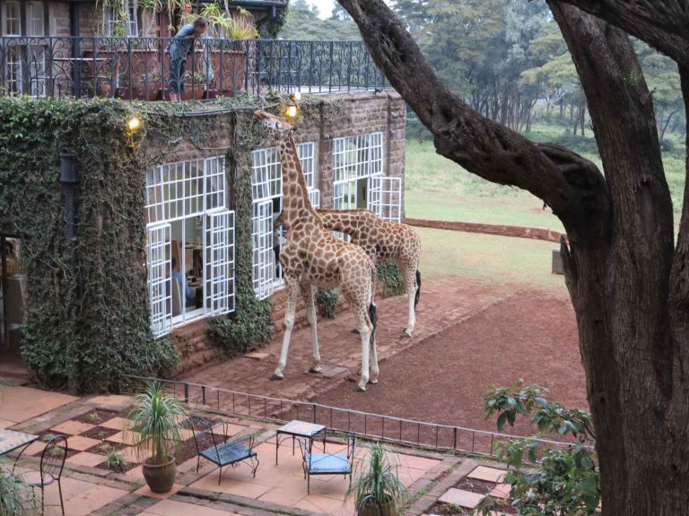 奈洛比 : 長頸鹿莊園 Giraffe Manor 下午茶
