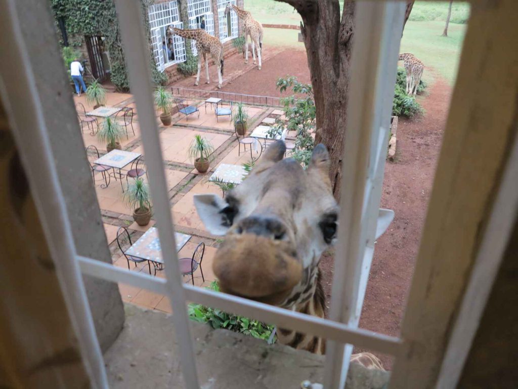 奈洛比 : 長頸鹿莊園 Giraffe Manor 長頸鹿在叫醒我們