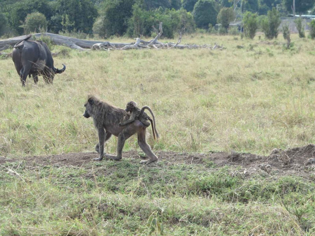 馬賽馬拉 Masai Mara 攜老帶幼的狒狒家族在樹叢中嬉戲