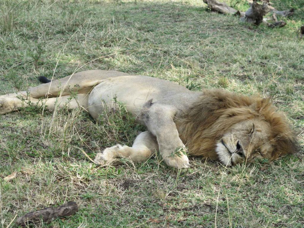 馬賽馬拉 Masai Mara 獅子家族「Paradise Pride」正慵懶地午休
