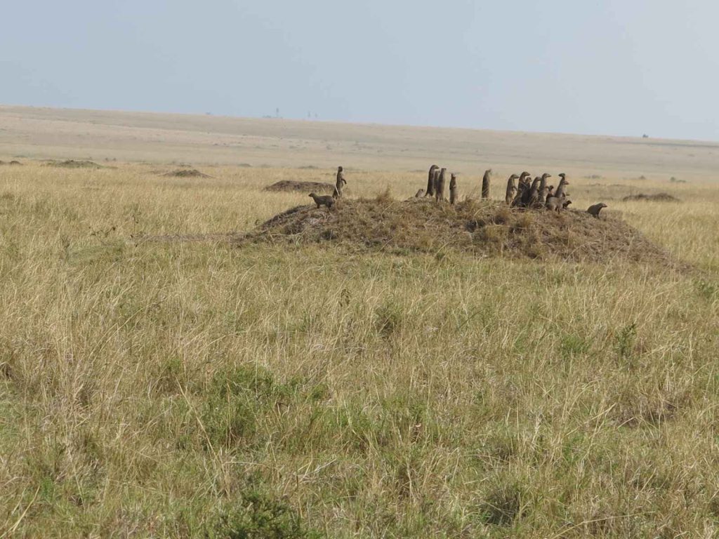 馬賽馬拉 Masai Mara 可愛的 狐獴(電影《獅子王》中「丁滿」的原型