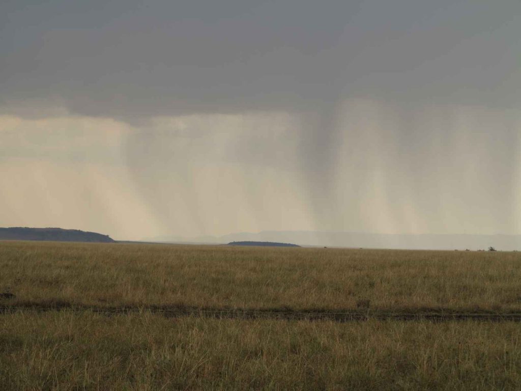 馬賽馬拉 Masai Mara 邊無際的綠地上點綴著少許的樹木和灌木叢,宛如一幅自然的斑點畫作