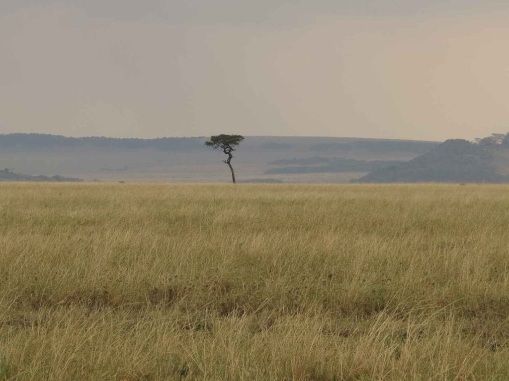 馬賽馬拉 Masai Mara 邊無際的綠地上點綴著少許的樹木和灌木叢,宛如一幅自然的斑點畫作