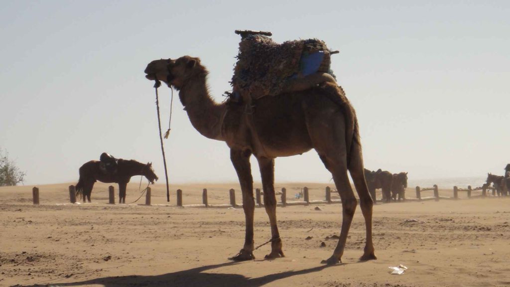 索維拉 Essaouira 位於大西洋沿岸海港 : 騎駱駝,深入探索撒哈拉沙漠的神秘與壯麗