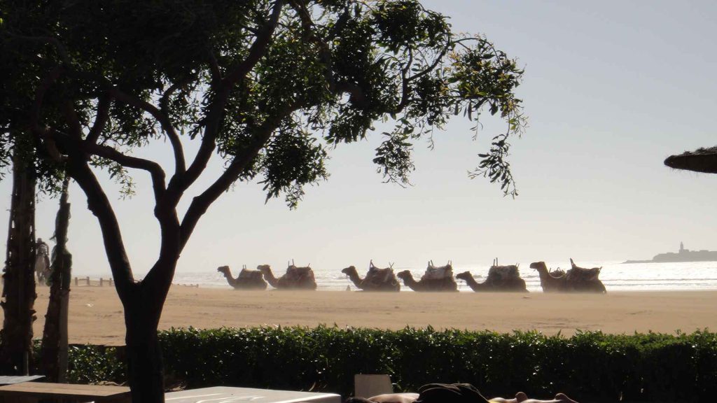 索維拉 Essaouira 位於大西洋沿岸海港 : 騎駱駝,深入探索撒哈拉沙漠的神秘與壯麗