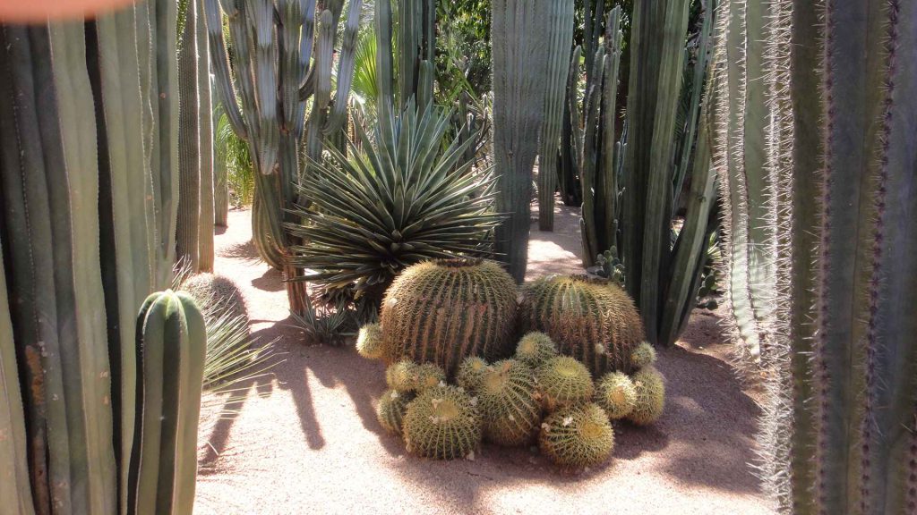 馬若雷勒花園 Majorelle Garden : 色彩鮮豔,擁有大量的仙人掌和棕櫚樹