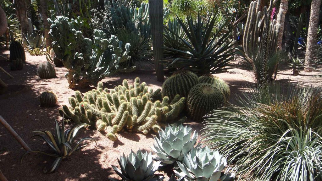 馬若雷勒花園 Majorelle Garden : 色彩鮮豔,擁有大量的仙人掌和棕櫚樹