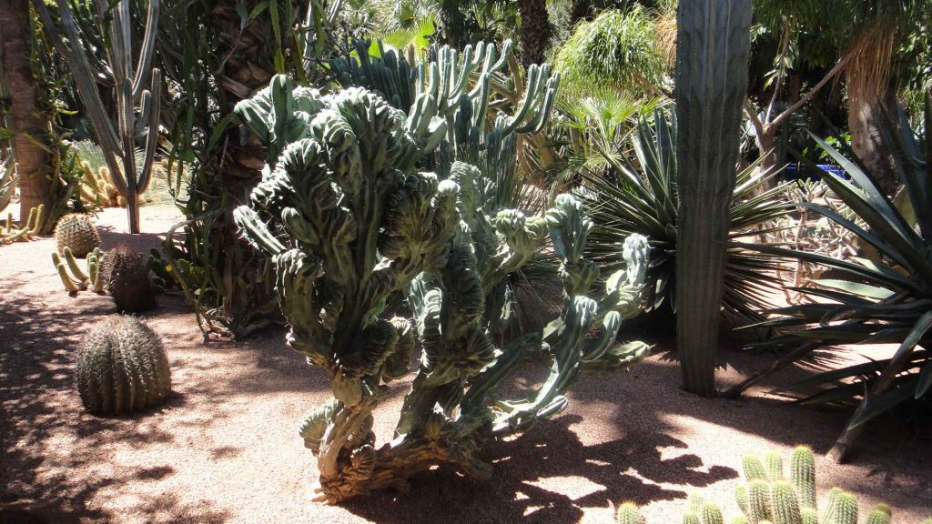 馬若雷勒花園 Majorelle Garden : 色彩鮮豔,擁有大量的仙人掌和棕櫚樹