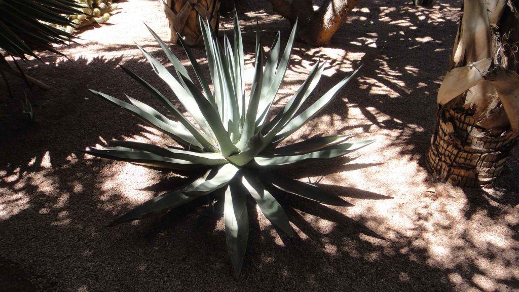 馬若雷勒花園 Majorelle Garden : 色彩鮮豔,擁有大量的仙人掌和棕櫚樹