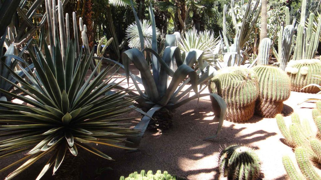 馬若雷勒花園 Majorelle Garden : 色彩鮮豔,擁有大量的仙人掌和棕櫚樹