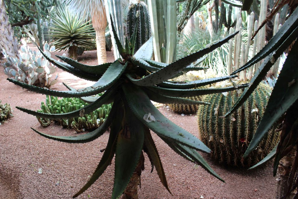 馬若雷勒花園 Majorelle Garden : 色彩鮮豔,擁有大量的仙人掌和棕櫚樹