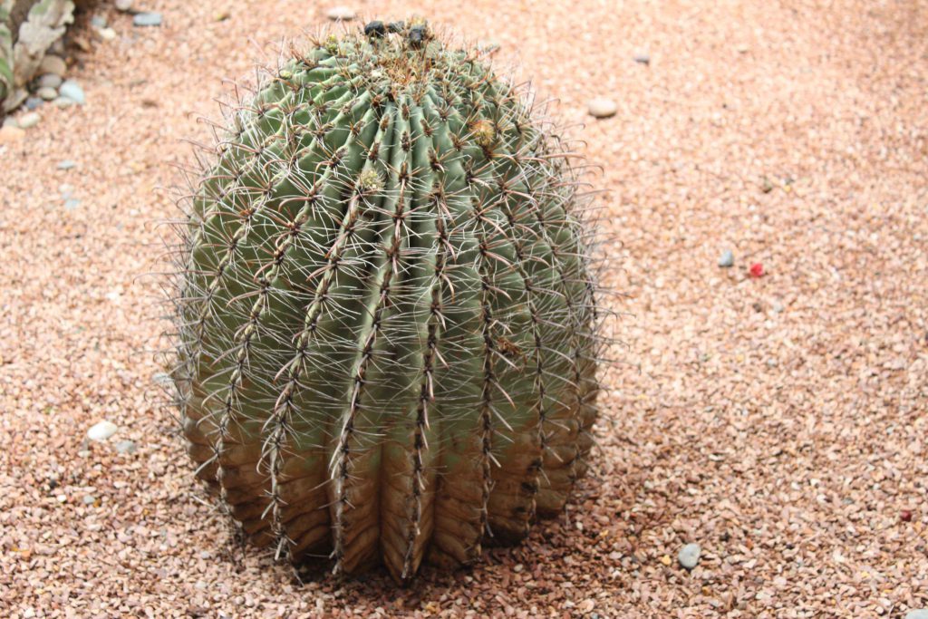 馬若雷勒花園 Majorelle Garden : 色彩鮮豔,擁有大量的仙人掌和棕櫚樹