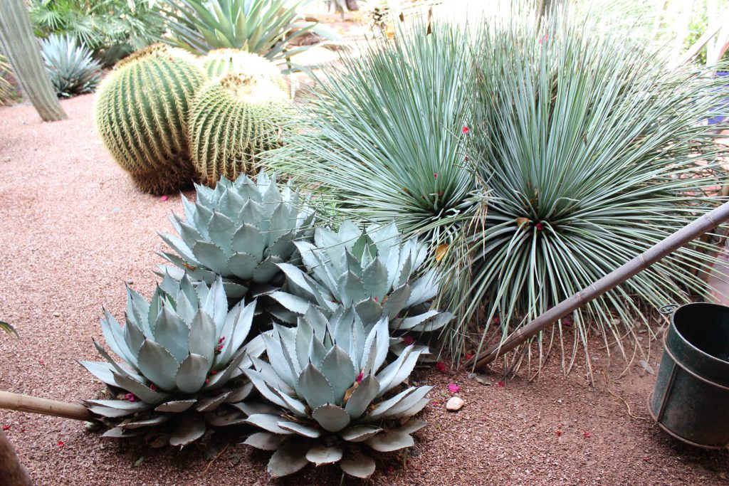 馬若雷勒花園 Majorelle Garden : 色彩鮮豔,擁有大量的仙人掌和棕櫚樹