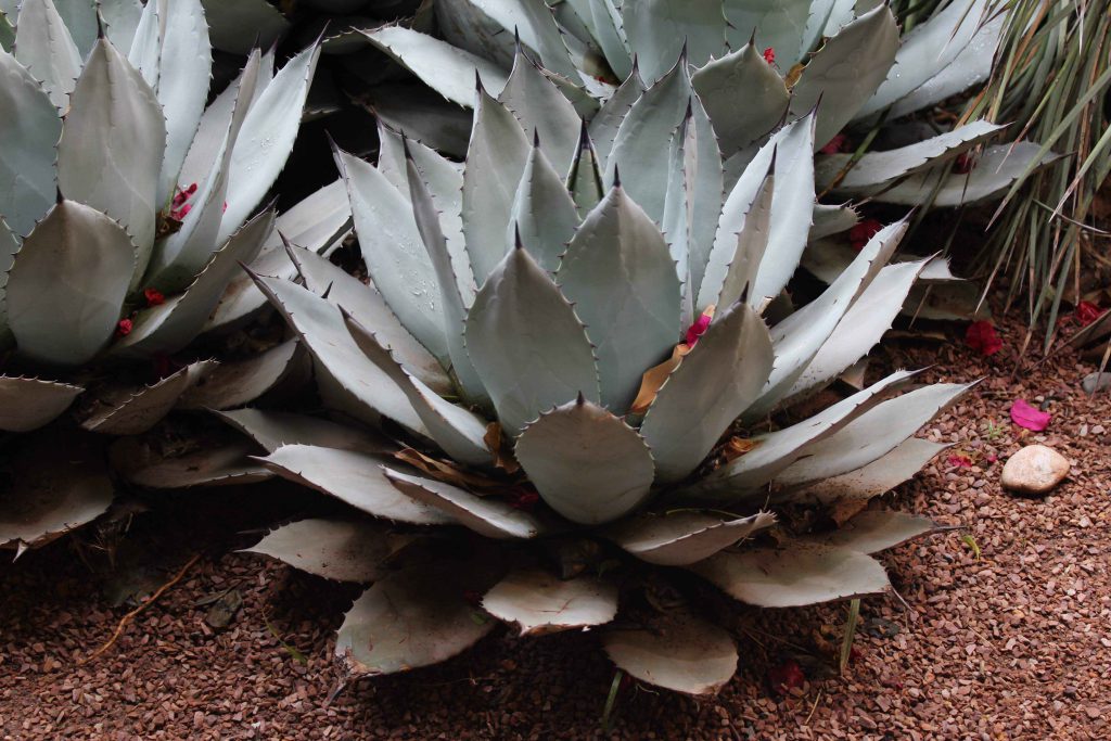 馬若雷勒花園 Majorelle Garden : 色彩鮮豔,擁有大量的仙人掌和棕櫚樹