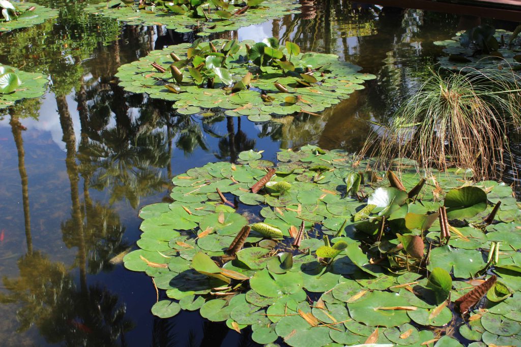 馬若雷勒花園 Majorelle Garden : 睡蓮