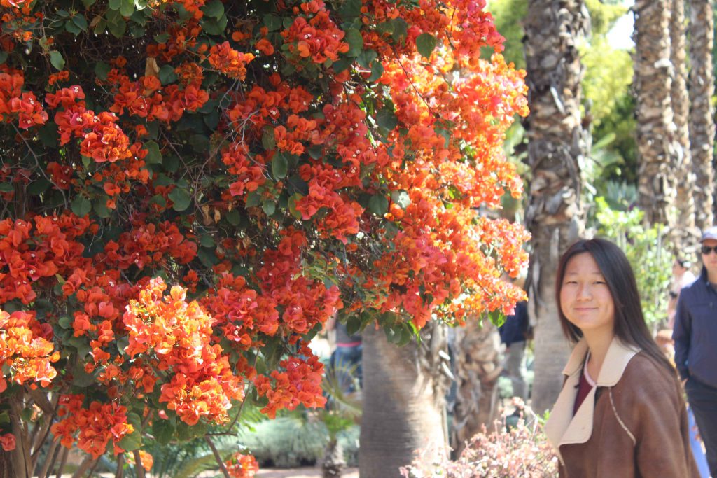 馬若雷勒花園 Majorelle Garden : 鮮豔色彩不禁讓我想起同樣以色彩斑斕著稱的墨西哥