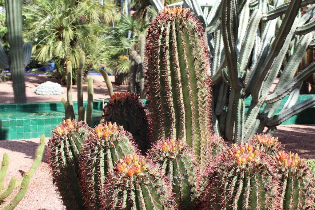 馬若雷勒花園 Majorelle Garden : 色彩鮮豔,擁有大量的仙人掌和棕櫚樹