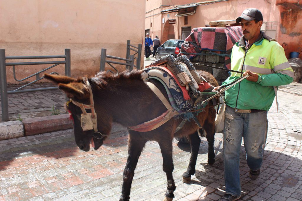傑馬艾夫納廣場 Jemaa el-Fnaa square 市集中心的小毛驢